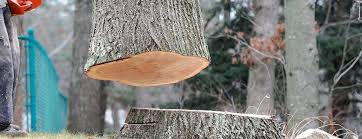 How Our Tree Care Process Works  in  Leisure Village West, NJ